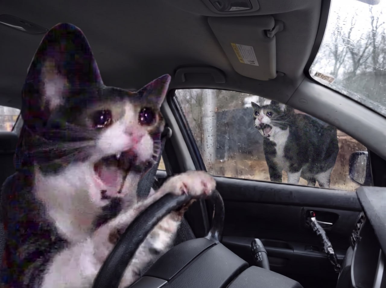 Screaming Cat community meme 1