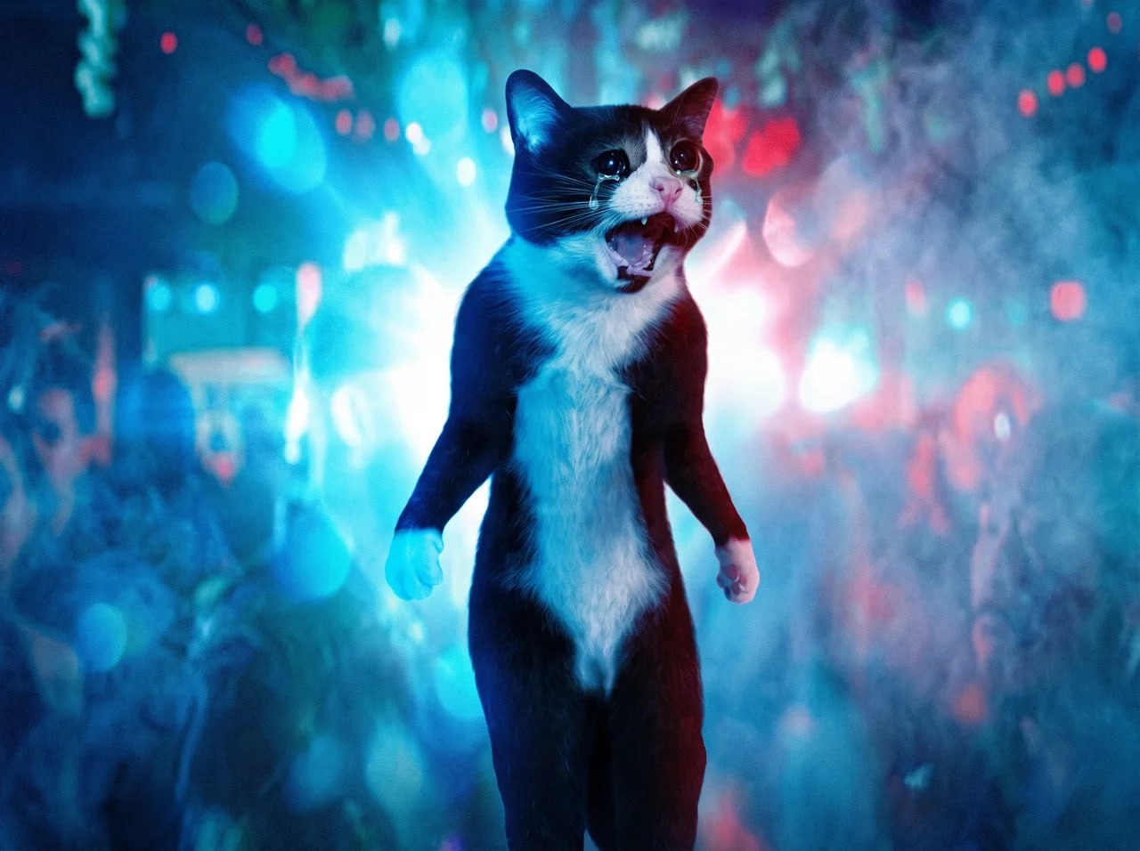 Screaming Cat community meme 20