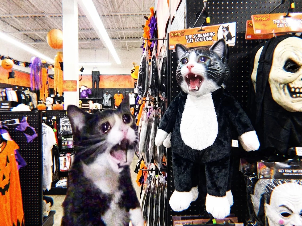 Screaming Cat community meme 43