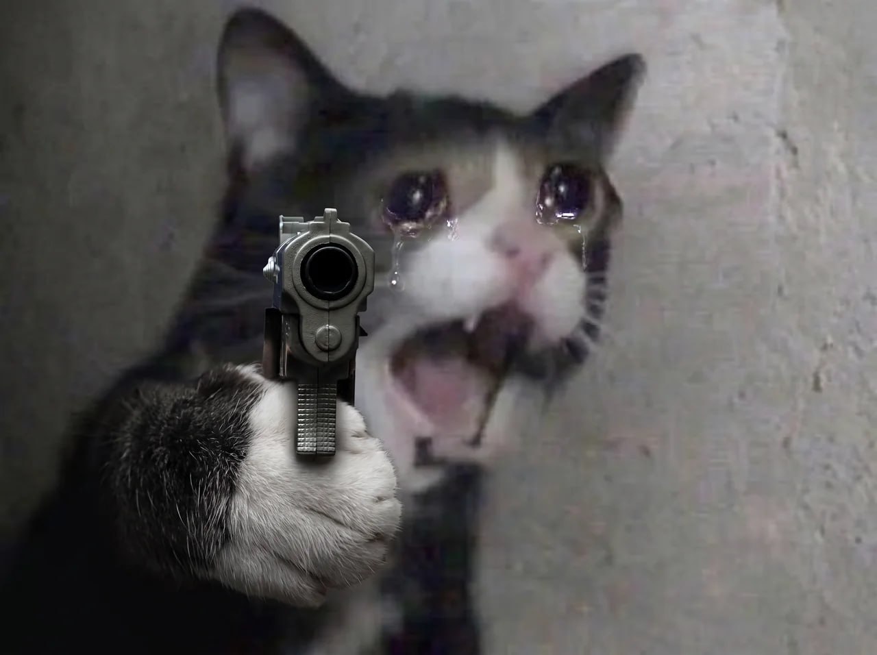 Screaming Cat community meme 7